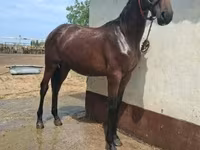 Hing, Nonius horse — 2. fotó