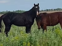 Бие, Kazakh horse — 8-сурет