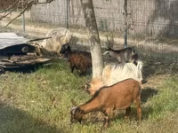 Goats (batch, sex not specified), Goats — photo 2