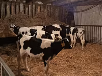 Býk, Russian Black pied cattle — foto 1