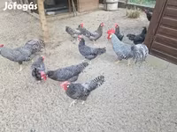 Chickens — Foto 6