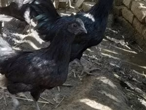 Chickens — 匈牙利