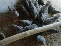Chickens — photo 2
