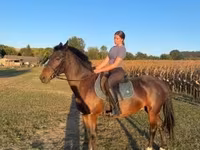 公马, Hungarian horse breed — 照片 5