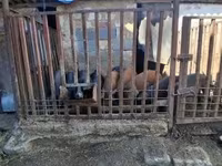 خنزير ذكر, الخنازير — الصورة 6