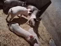 मादा सूअर, सूअर — फ़ोटो 5