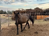 At, Hucul pony — foto 1
