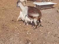 Ziegenbock, Saanen goat — Foto 8