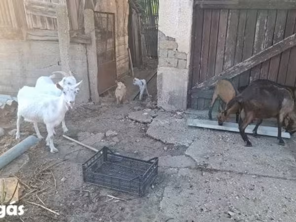 Goat, Goats — Hungary