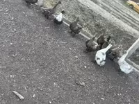 Ducks — الصورة 2