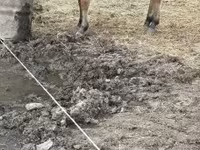 घोड़ी, Fjогd — फ़ोटो 3