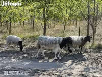 نعجة, Dorper sheep — الصورة 1