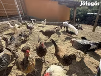 ياباني بانتام — الصورة 4