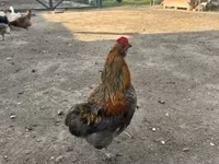 Ameraucana — 4. fotó