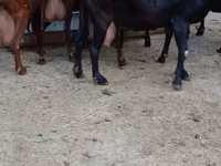 Ziege, Murcia-Granada goats — Foto 5