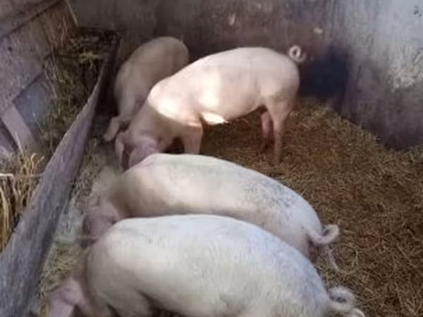 Sow, Крупная белая
