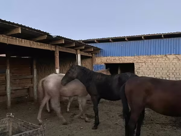 Lovak (tétel, nem megadva), Lovak