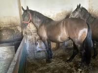母马, Hungarian horse breed — 照片 1