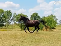 Caballo, American paint horse — foto 1