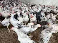 Chickens — foto 1