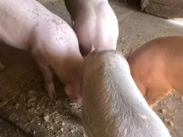 Boar, Pigs — Hungary