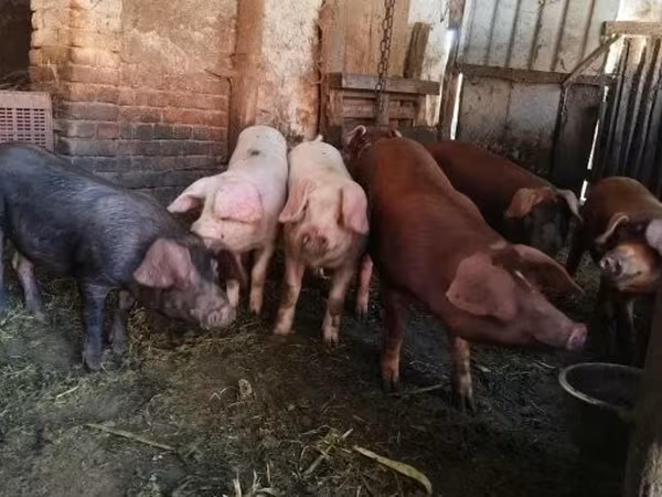 Boar, Pigs — Hungary