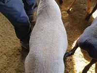 Carnero, Kyrgyz Mountain merino sheep — foto 3