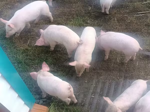 Boar, Pigs