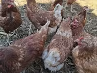 Chickens — foto 3