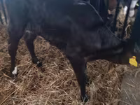 母牛, Limousin cow — 照片 4