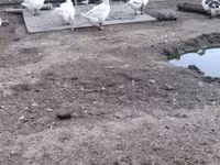 Chickens — photo 3