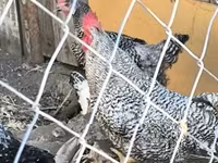 Chickens — photo 3