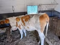 母牛, Simmental cattle — 照片 5