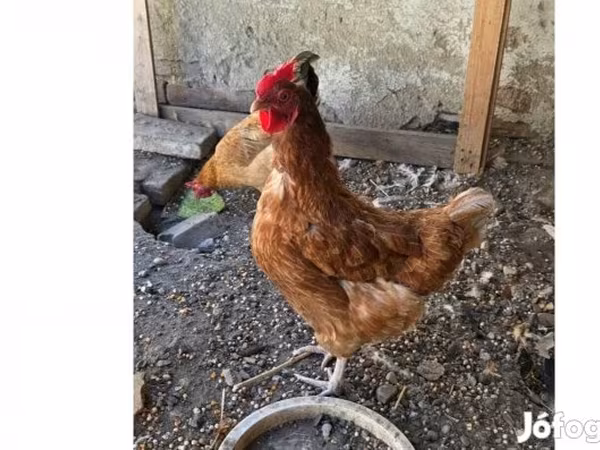 Chickens — Hungary