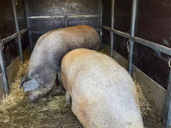 Boar, Pigs