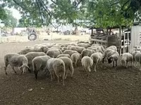 公羊, Sheep — 照片 2