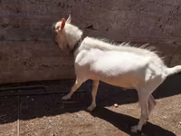 Billy Goat, Saanen goat — photo 6