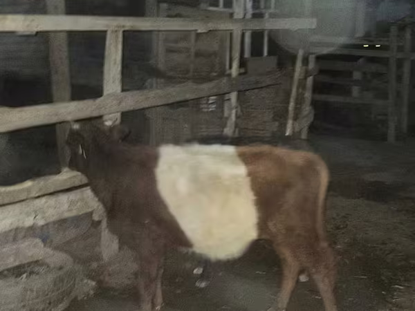 公羊, Sheep