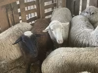 Sheep, Blackheaded Persian sheep — photo 3