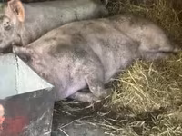 Sow, Pigs — photo 2