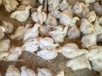 Chickens — 1. fotó
