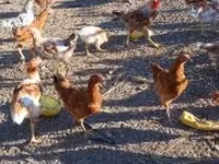 Chickens — الصورة 2