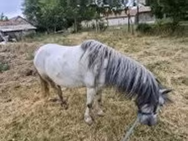 Cheval, Chevaux