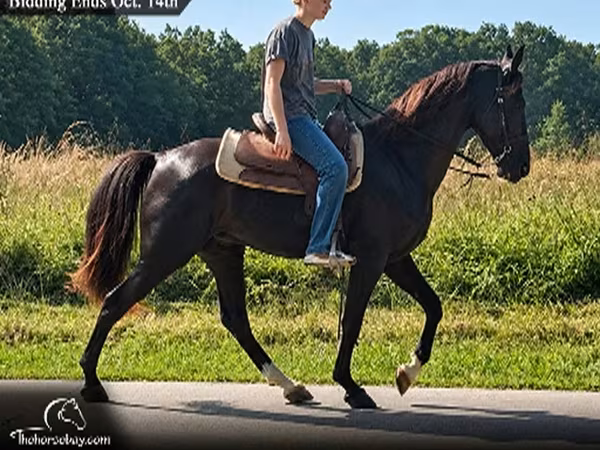 Kůň, Tennessee Walking Horse