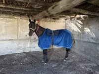 Koń, Thoroughbred horse — zdjęcie 1
