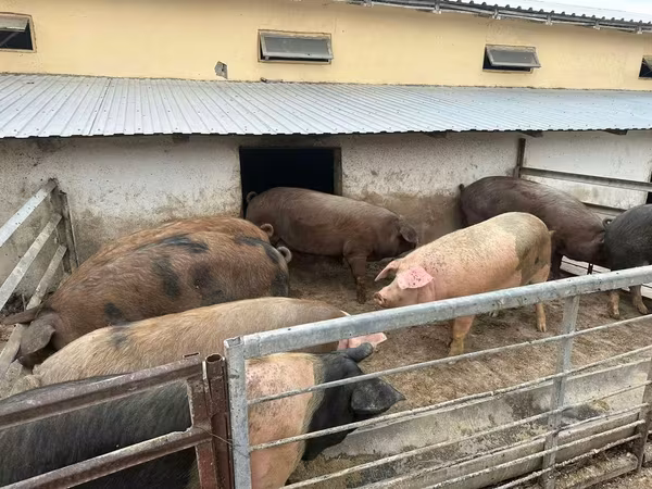 Sow, Pigs