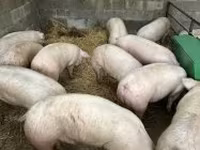 Pigs (batch, sex not specified), Pigs — photo 2