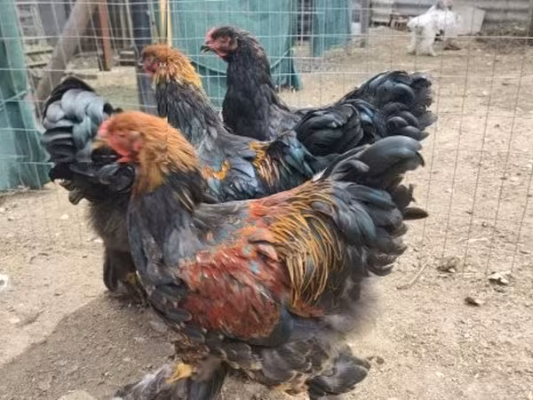 Brahma