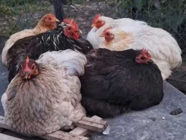 Chickens