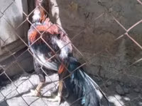 Chickens — zdjęcie 1
